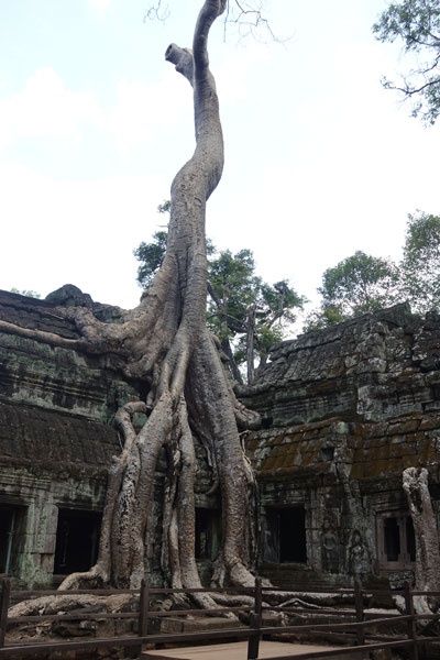 Angkor Wat Ta Prohm 1