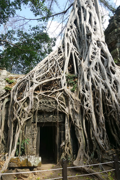 Angkor Wat Ta Prohm 4