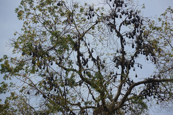 Battambang Tagestour fledermaus baum fruit bats