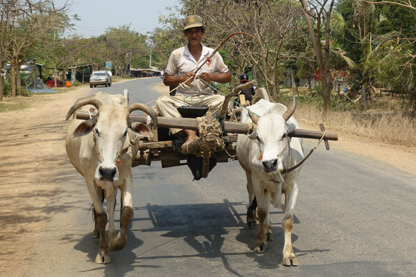 Battambang Tagestour Ochsen