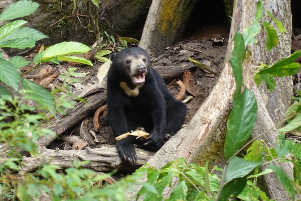 Bornean Sun Bear Conservation Center Sepilok 1