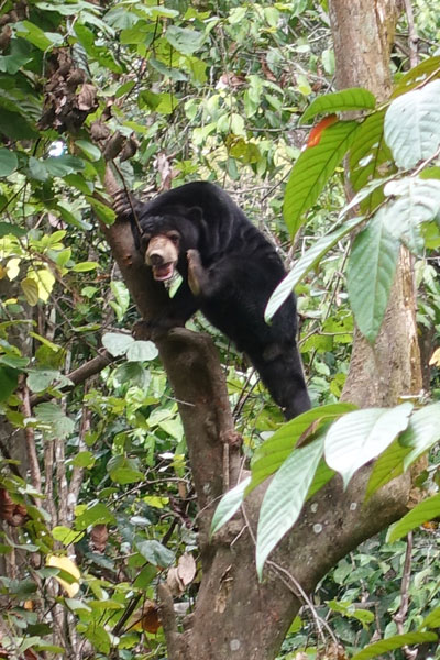 Bornean Sun Bear Conservation Center Sepilok 2