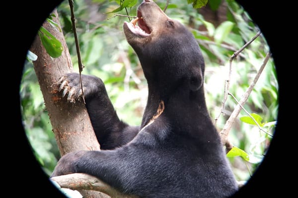 Bornean Sun Bear Conservation Center Sepilok 3