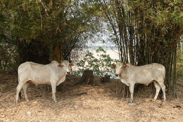 Kratie Koh Trong 3