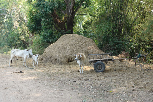 Kratie Koh Trong 4