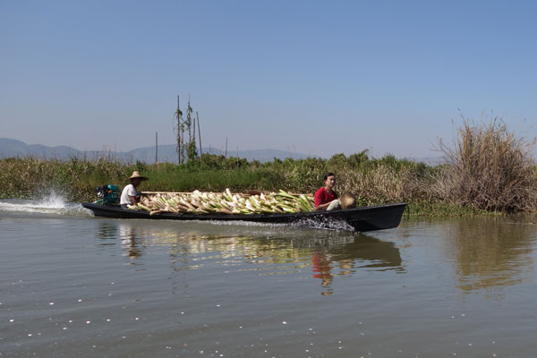 Leben auf dem Inle lake 3