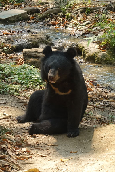 Lung Prabang Kuang Si Waterfall Bear Rescue Center BärenBärenschutzstation 2