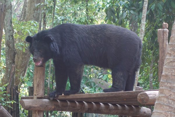 Lung Prabang Kuang Si Waterfall Bear Rescue Center BärenBärenschutzstation 3