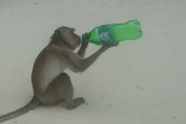 Monkey Beach