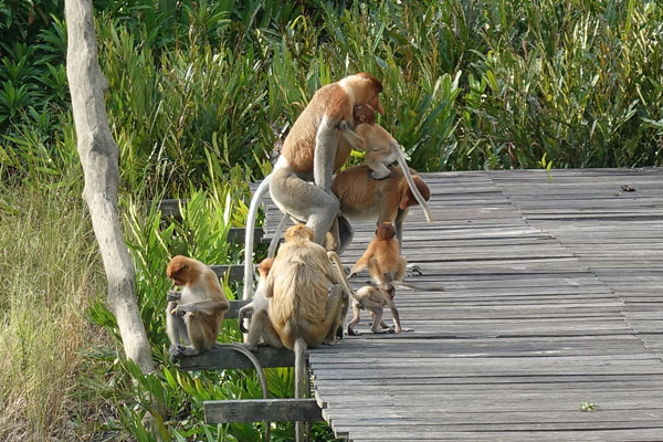 Nasenaffen Labuk Bay Fütterung 8