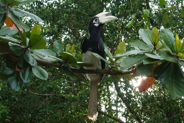 Oriental Pied Hornbill Labuk Bay 1