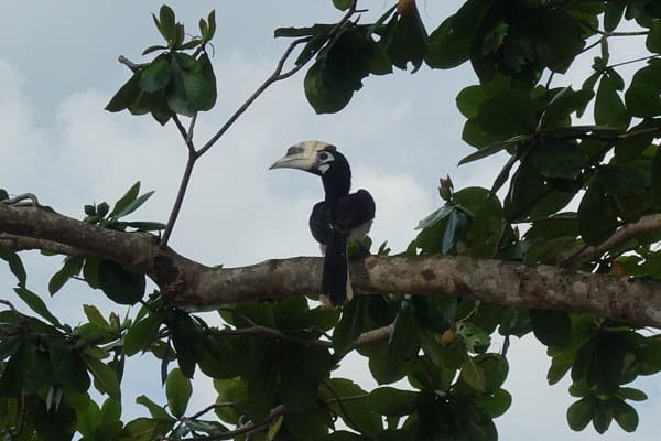 Oriental Pied Hornbill Labuk Bay 2