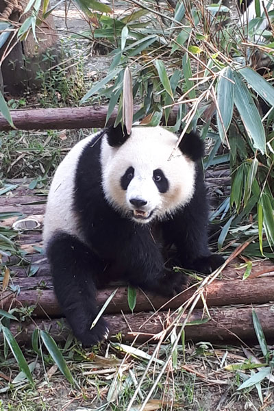 Pandabären Chengdu Pandaaufzuchsstation zweites Gehege 1