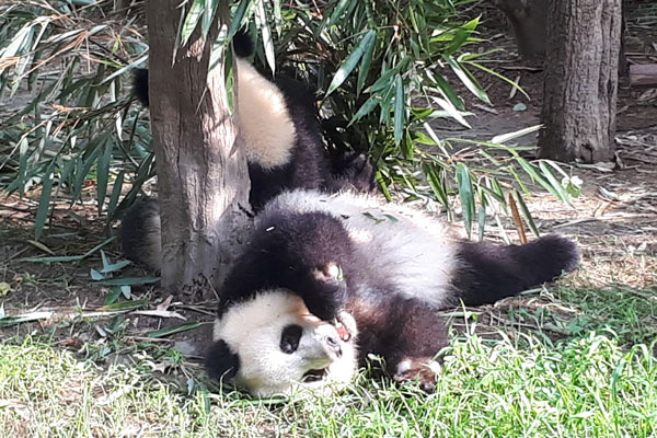 Pandabären Chengdu Pandaaufzuchsstation zweites Gehege 2