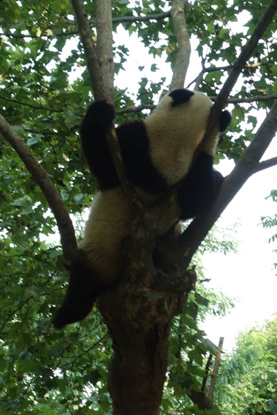 Pandabären Chengdu Pandaaufzuchsstation zweites Gehege 3