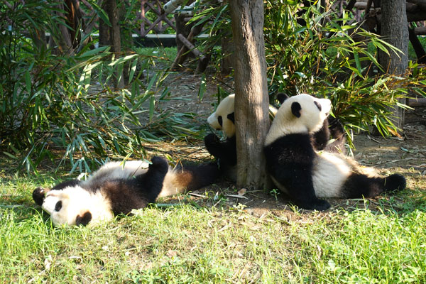 Pandabären Chengdu Pandaaufzuchsstation zweites Gehege 4