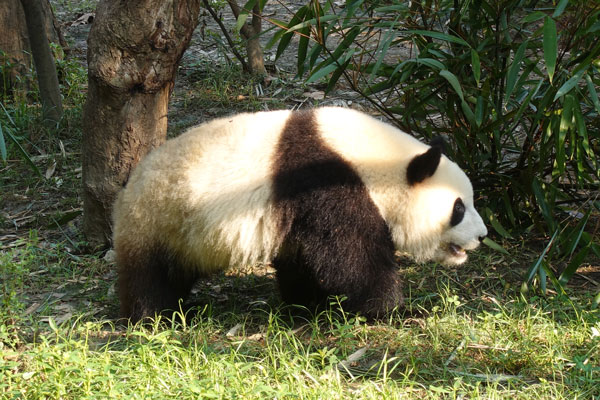 Pandabären Chengdu Pandaaufzuchsstation zweites Gehege 5