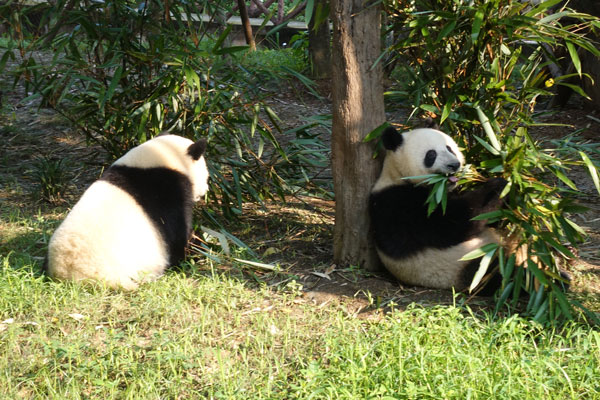 Pandabären Chengdu Pandaaufzuchsstation zweites Gehege 6