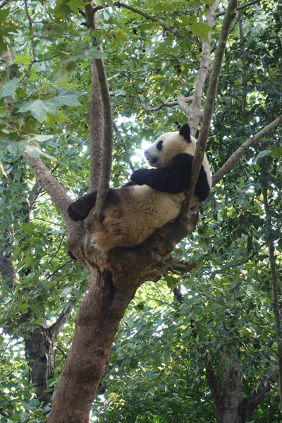 Pandabären Chengdu Pandaaufzuchsstation zweites Gehege 7