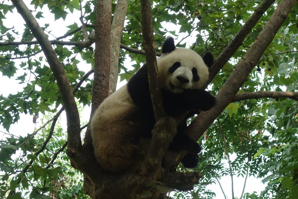 Pandabären Chengdu Pandaaufzuchsstation zweites Gehege 8