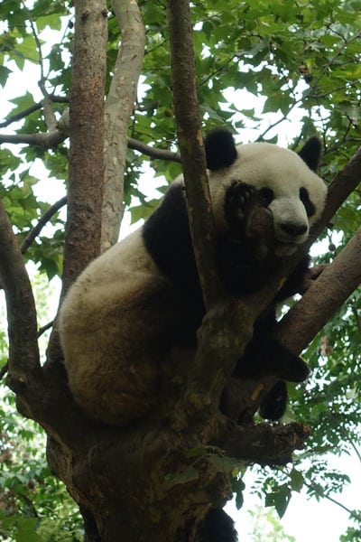 Pandabären Chengdu Pandaaufzuchsstation zweites Gehege 9