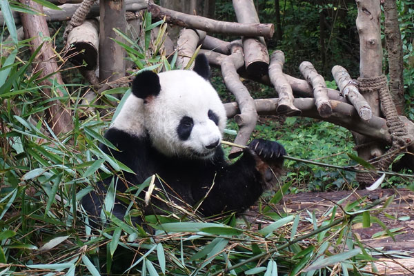 Pandabären Chengdu Pandaaufzuchtsstation drittes Gehege 1
