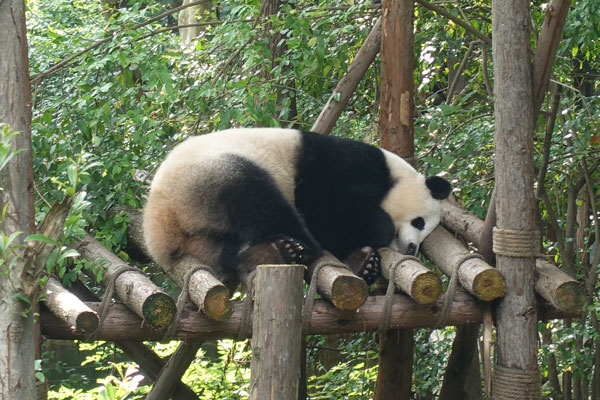 Pandabären Chengdu Pandaaufzuchtsstation drittes Gehege 2