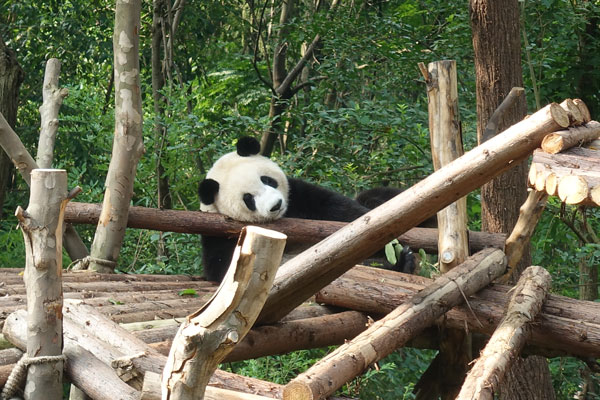 Pandabären Chengdu Pandaaufzuchtsstation drittes Gehege 3
