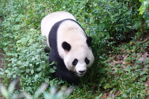 Pandabären Chengdu Pandaaufzuchtsstation erstes Gehege 1