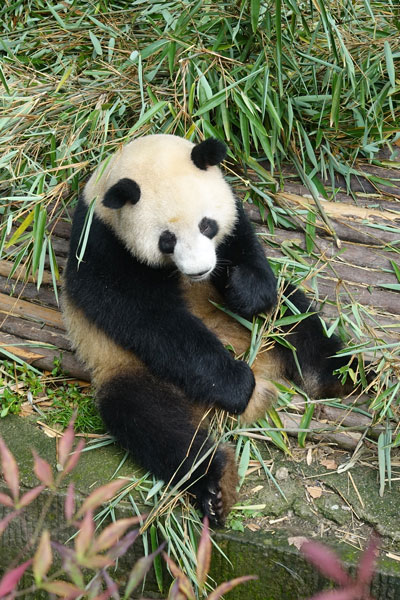 Pandabären Chengdu Pandaaufzuchtsstation erstes Gehege 2