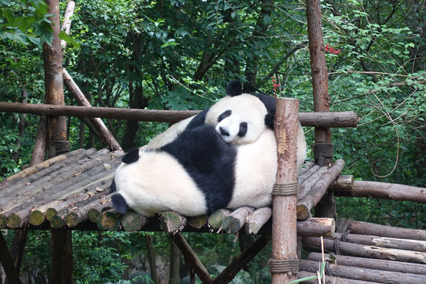 Pandabären Chengdu Pandaaufzuchtsstation erstes Gehege 3