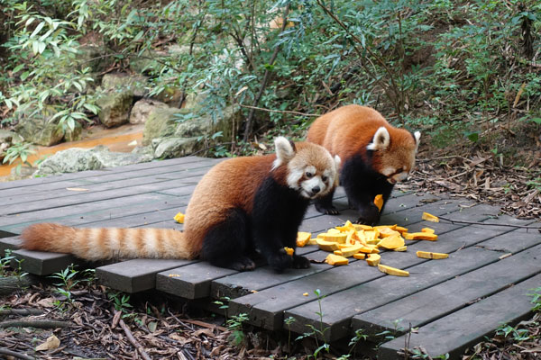 Pandabären Chengdu Pandaaufzuchtsstation Gehege Red Pandas 1