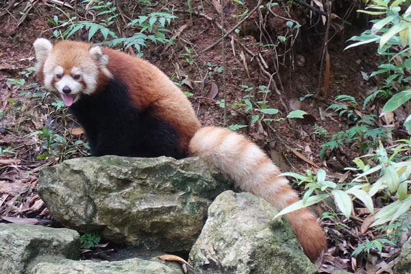 Pandabären Chengdu Pandaaufzuchtsstation Gehege Red Pandas 2