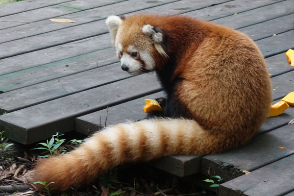 Pandabären Chengdu Pandaaufzuchtsstation Gehege Red Pandas 3
