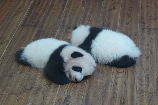 Pandabären Chengdu Pandaaufzuchtsstationen 3