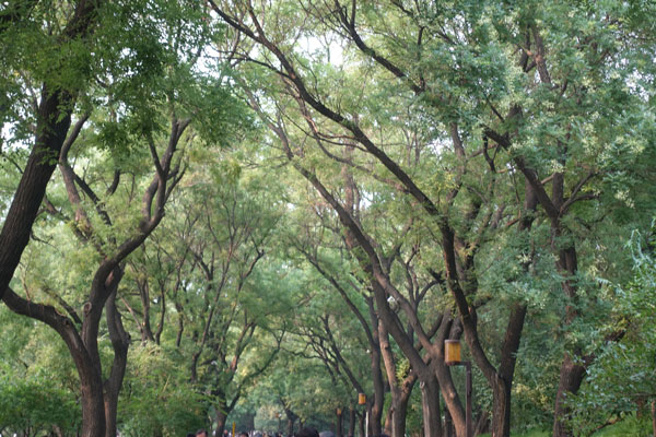 Peking Sehenswürdigkeiten Baihai Park 3