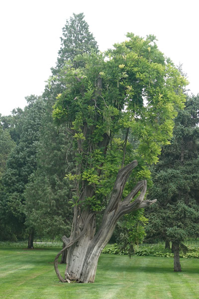 Peking Sehenswürdigkeiten Temple of Heaven Park alter Baum