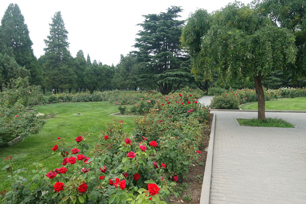 Peking Sehenswürdigkeiten Temple of Heaven Rose Garden 1