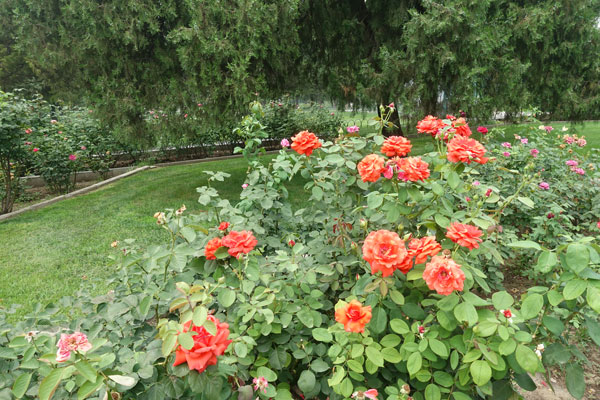 Peking Sehenswürdigkeiten Temple of Heaven Rose Garden 2