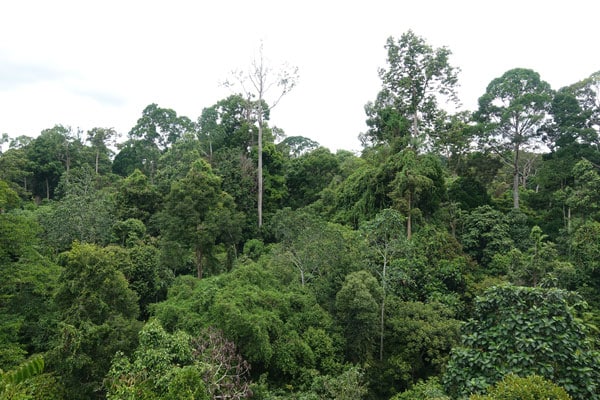 Rainforest Discovery Center Sepilok RDC 2
