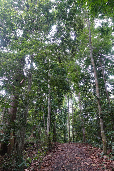 Rainforest Discovery Center Sepilok RDC 3