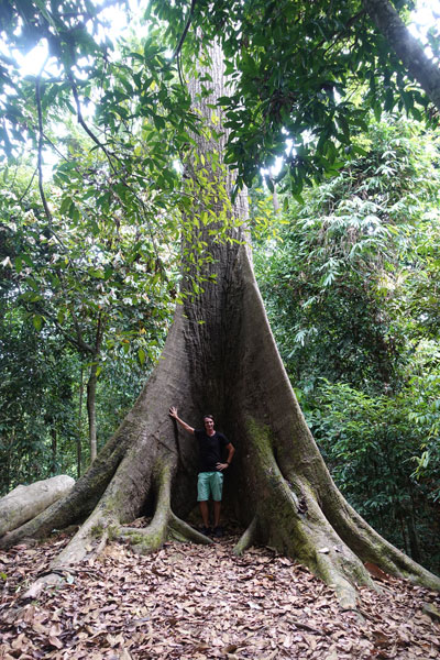 Rainforest Discovery Center Sepilok RDC 4