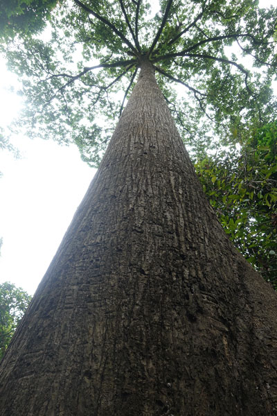 Rainforest Discovery Center Sepilok RDC 5