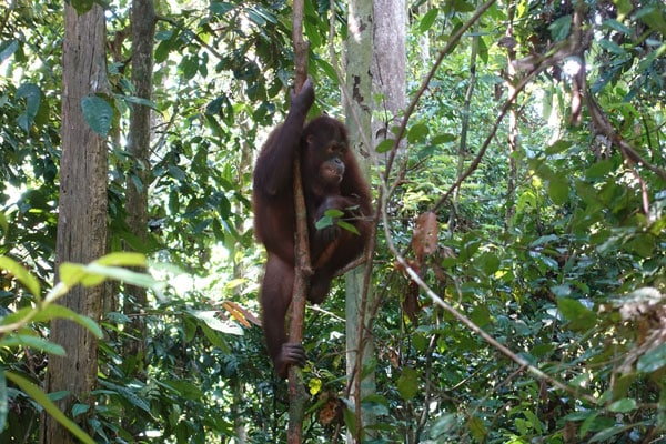 Sepilok Orang Utan Rehabilitation Center 1