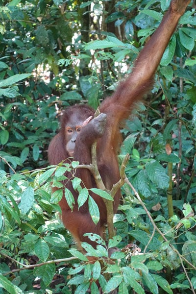 Sepilok Orang Utan Rehabilitation Center 2
