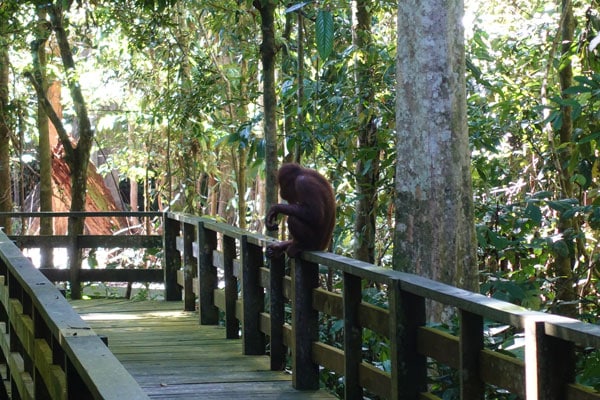 Sepilok Orang Utan Rehabilitation Center 3