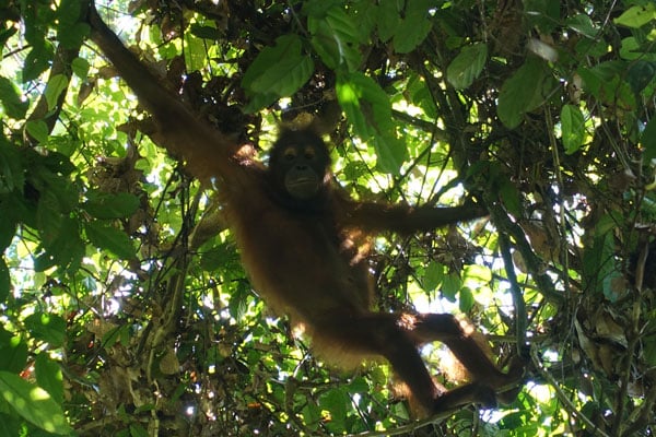 Sepilok Orang Utan Rehabilitation Center 4
