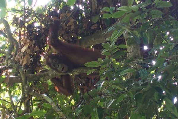 Sepilok Orang Utan Rehabilitation Center 5