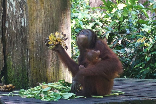 Sepilok Orang Utan Rehabilitation Center Fütterung 1