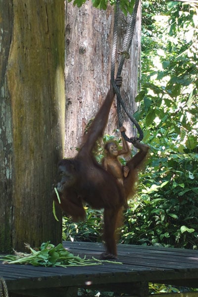 Sepilok Orang Utan Rehabilitation Center Fütterung 2